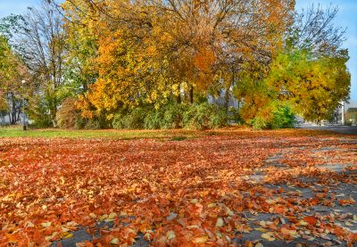 Fall Lawn Cleanup