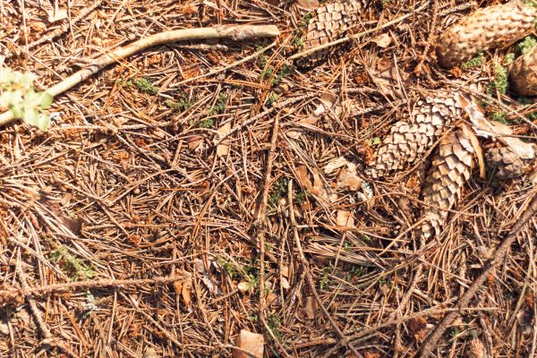 Pine Needles Removal in Battle Ground