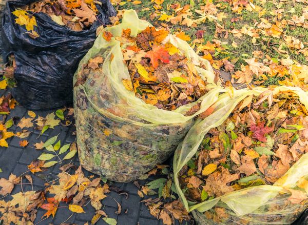 Yard Cleanup Service in Battle Ground
