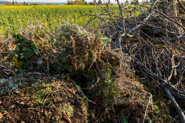 Brush Disposal in Battle Ground