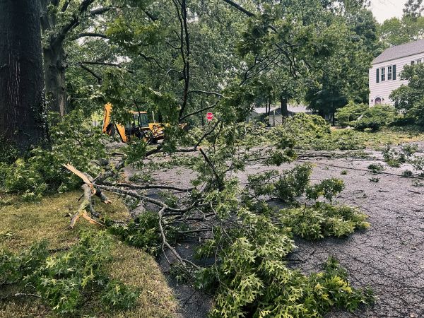Tree Branch Disposal in Battle Ground