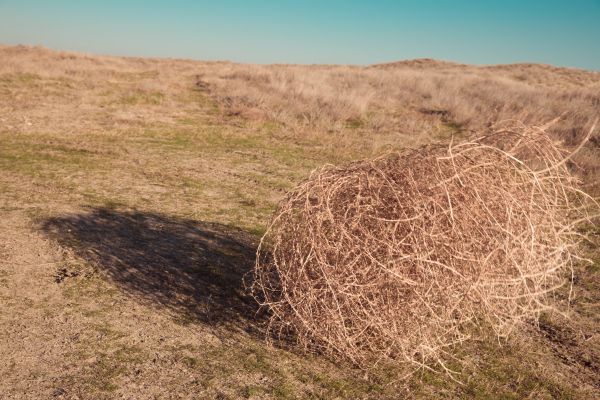 Tumbleweed Removal in Battle Ground