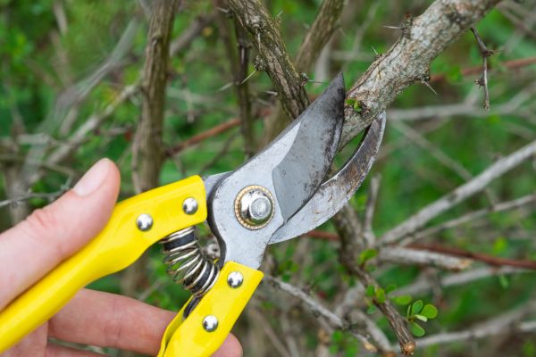 Limbs Removal in Battle Ground