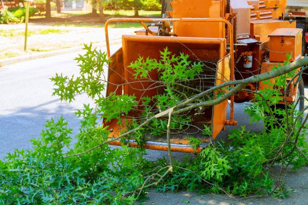 Tree Branches Removal in Battle Ground