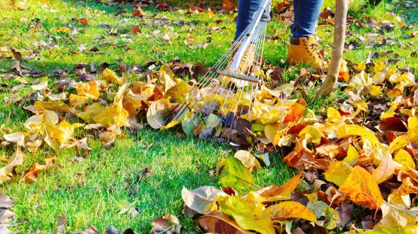 Lawn Cleanup Service in Battle Ground