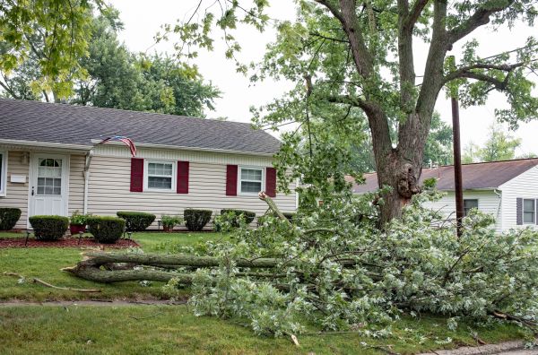 Fallen Branch Removal in Battle Ground