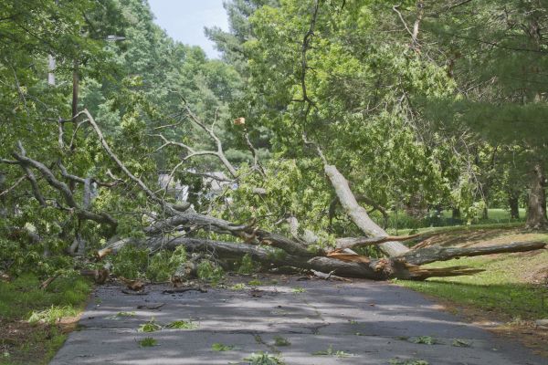 Tree Debris Removal in Battle Ground